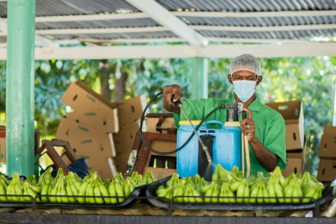 a man wearing a face mask sprays down a bunch of bananas